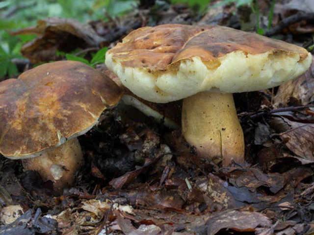 Мицелий Каштанового гриба / Гиропорус каштановый (Gyroporus castaneus)